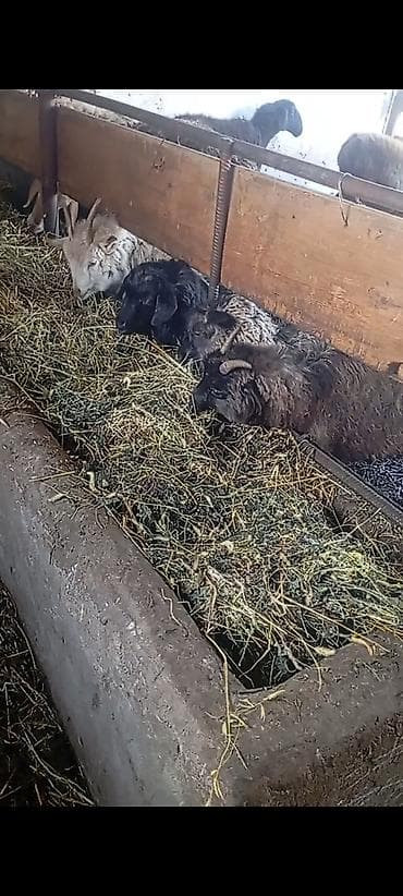 Коза - козлы at lalafo.kg Коза - козлы