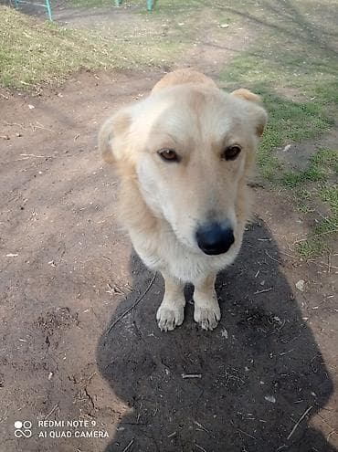 3 месяца, Самец, С прививкой at lalafo.kg 3 месяца, Самец, С прививкой