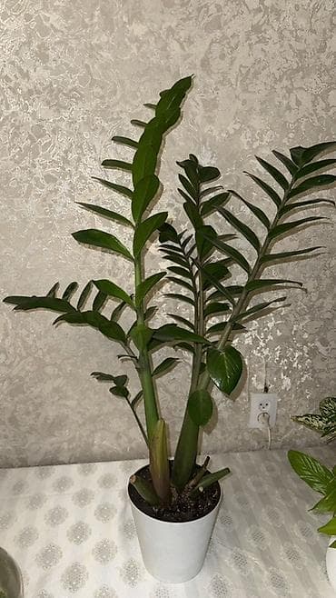 Комнатные растения в кашпо 1) Замиокулькас (долларовое дерево) - at lalafo.kg Комнатные растения в кашпо 1) Замиокулькас (долларовое дерево) -