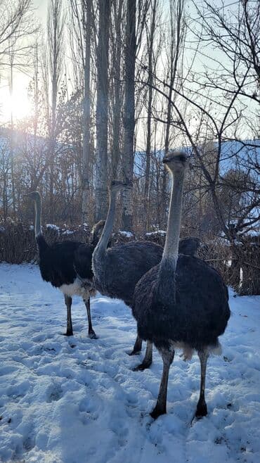 Страус сатам 1 жыл 6 ай
3 баш бар at lalafo.kg Страус сатам 1 жыл 6 ай
3 баш бар