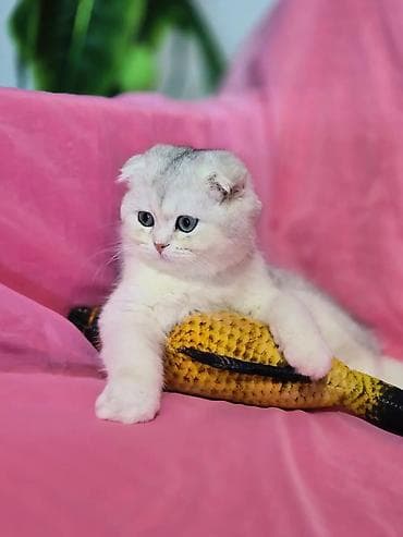 Шотландские чистопородные котята. Scottish fold и straight две lalafo.kg да — 6 Шотландские чистопородные котята. Scottish fold и straight две — 6