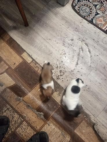 Щенки небольшого размера, короткошёрстные. На фото видно двух малышей at lalafo.kg Щенки небольшого размера, короткошёрстные. На фото видно двух малышей