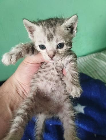 Котёнок, окраса серебристый табби (пятнистый). Пуховая короткая at lalafo.kg Котёнок, окраса серебристый табби (пятнистый). Пуховая короткая