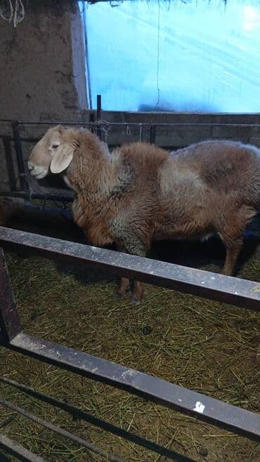 Продаю | Овца (самка) | Для разведения | Матка at lalafo.kg Продаю | Овца (самка) | Для разведения | Матка