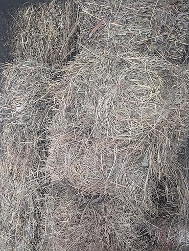 Сено в тюках. - Заготовлено в рулонах/кирпичах, удобных для хранения at lalafo.kg Сено в тюках. - Заготовлено в рулонах/кирпичах, удобных для хранения