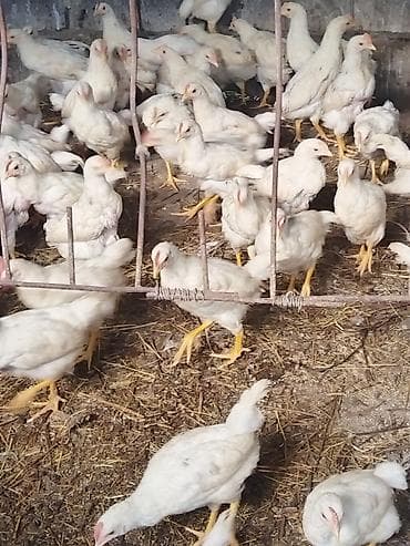 Продаю | Цыплята | Бройлерная | На забой at lalafo.kg Продаю | Цыплята | Бройлерная | На забой