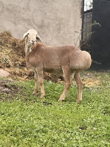 Продаю | Баран (самец) | Арашан | Для разведения | Осеменитель, Племенные at lalafo.kg Продаю | Баран (самец) | Арашан | Для разведения | Осеменитель, Племенные