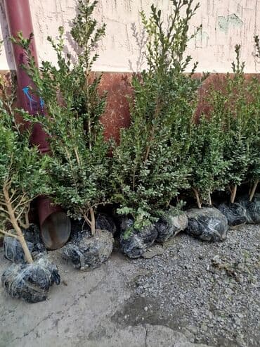 Саженцы деревьев: Бесплатная доставка at lalafo.kg Саженцы деревьев: Бесплатная доставка