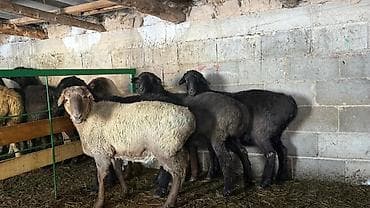 Продаю | Овца (самка) | На забой | Ярка at lalafo.kg Продаю | Овца (самка) | На забой | Ярка