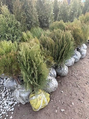 Туя западная с комом земли Рост:80-90 см - Вечнозелёные саженцы туи at lalafo.kg Туя западная с комом земли Рост:80-90 см - Вечнозелёные саженцы туи