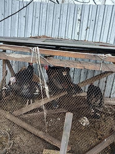 Продаю | Индюк (самец) | Черный принц | Для разведения at lalafo.kg Продаю | Индюк (самец) | Черный принц | Для разведения