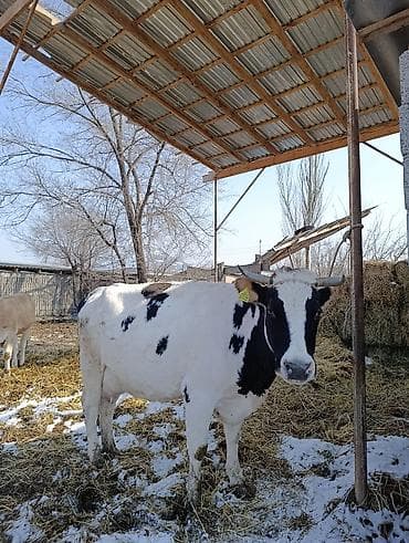 Черная пестрая будет 4 отел в данный момент доится даёт молоко 10-15 at lalafo.kg Черная пестрая будет 4 отел в данный момент доится даёт молоко 10-15