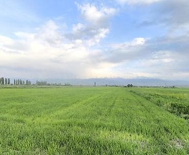 300 соток, Айыл чарба үчүн, Техпаспорт lalafo.kg да — 1 300 соток, Айыл чарба үчүн, Техпаспорт — 1