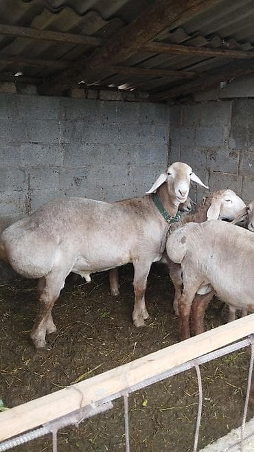 Продаю | Овца (самка) | На забой at lalafo.kg Продаю | Овца (самка) | На забой