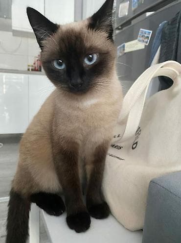 Кошка даром: Сиамская, 2 месяца, Мальчик, Приучена к лотку, Проглистована, С прививками at lalafo.kg Кошка даром: Сиамская, 2 месяца, Мальчик, Приучена к лотку, Проглистована, С прививками
