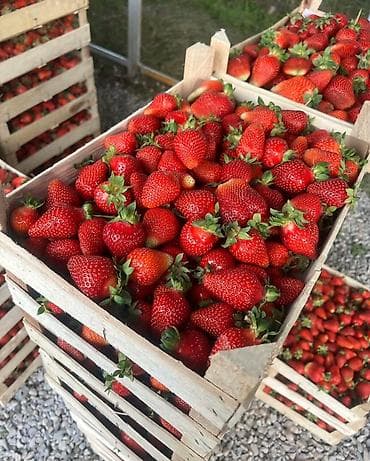 Рассада 🍓Сорт Альбион,Альба В розницу и оптом ❗️ ВЫГОДНАЯ СКИДКА at lalafo.kg Рассада 🍓Сорт Альбион,Альба В розницу и оптом ❗️ ВЫГОДНАЯ СКИДКА