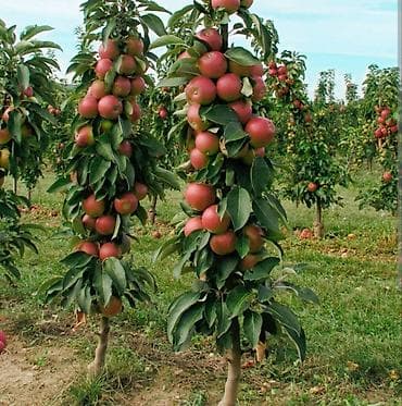 Плодовые деревья колоновидные яблонигруши персики at lalafo.kg Плодовые деревья колоновидные яблонигруши персики