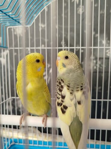 🦜 Продаётся пара Папугаев 🦜 Очень красивые, спокойные и ухоженные 💛💛 at lalafo.kg 🦜 Продаётся пара Папугаев 🦜 Очень красивые, спокойные и ухоженные 💛💛