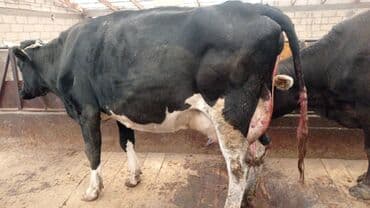 Продаю | Корова (самка) | Для разведения, Для молока | Племенные, Стельные at lalafo.kg Продаю | Корова (самка) | Для разведения, Для молока | Племенные, Стельные