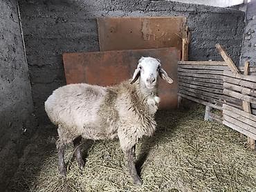 Продаю | Баран (самец) | Для разведения | Осеменитель at lalafo.kg Продаю | Баран (самец) | Для разведения | Осеменитель