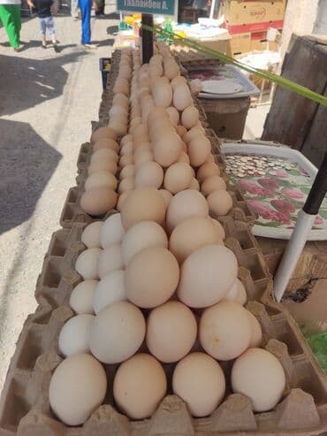 Продаю Яйца всех категорий Цены приемлемые Свежая поставка Готов к at lalafo.kg Продаю Яйца всех категорий Цены приемлемые Свежая поставка Готов к