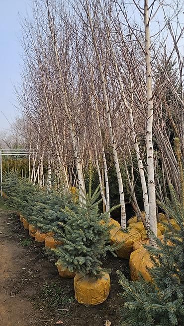 Саженцы at lalafo.kg Саженцы