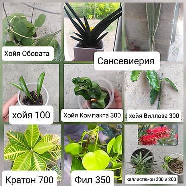 Срочно продаю цветы at lalafo.kg Срочно продаю цветы