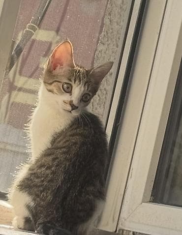 Котёнок, полосато-белый, короткошёрстный - Возраст: визуально совсем at lalafo.kg Котёнок, полосато-белый, короткошёрстный - Возраст: визуально совсем