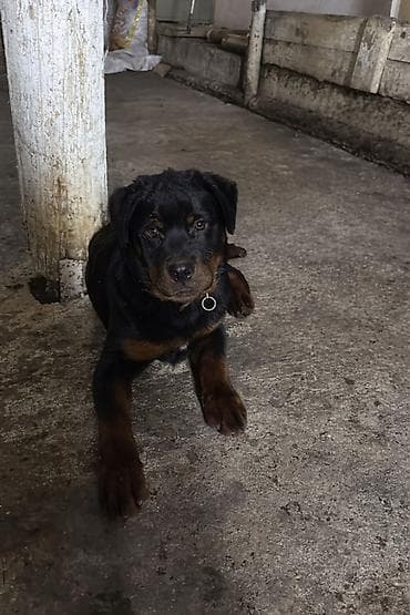 Породистый щенок ротвейлера Мальчик ) Возраст 4 месяца Дважды привит at lalafo.kg Породистый щенок ротвейлера Мальчик ) Возраст 4 месяца Дважды привит
