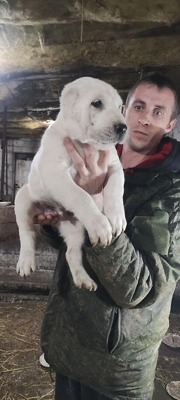 Щенки среднеазиатской овчарки (Алабай) - Возраст на фото: примерно at lalafo.kg — 6 Щенки среднеазиатской овчарки (Алабай) - Возраст на фото: примерно — 6