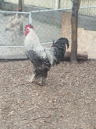 Дакан жожо короз сатылат Бир козу кор активный жаш алмашу жолдору бар at lalafo.kg Дакан жожо короз сатылат Бир козу кор активный жаш алмашу жолдору бар