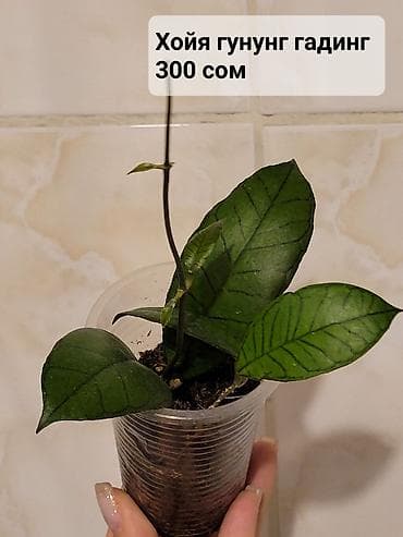 Хойи
Цены и названия на фото at lalafo.kg Хойи
Цены и названия на фото