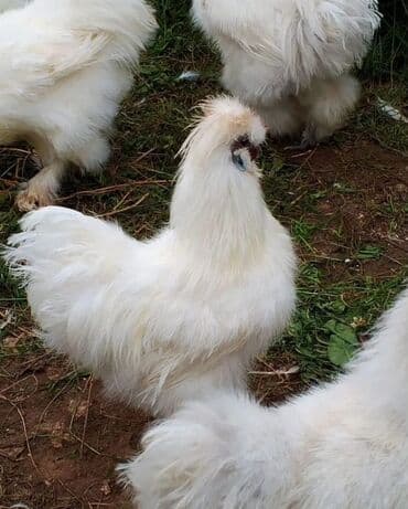 Продаю шелков at lalafo.kg Продаю шелков