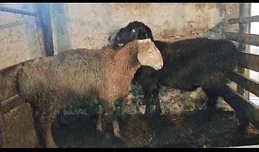 Продаю баранов срочно по 7 месяцев at lalafo.kg Продаю баранов срочно по 7 месяцев