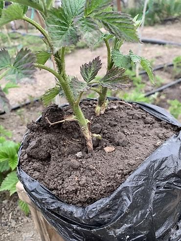 Саженец малины сорт геракл с ЗАКРЫТОЙ КОРНЕВОЙ СИСТЕМОЙ!! Идет уже с at lalafo.kg Саженец малины сорт геракл с ЗАКРЫТОЙ КОРНЕВОЙ СИСТЕМОЙ!! Идет уже с