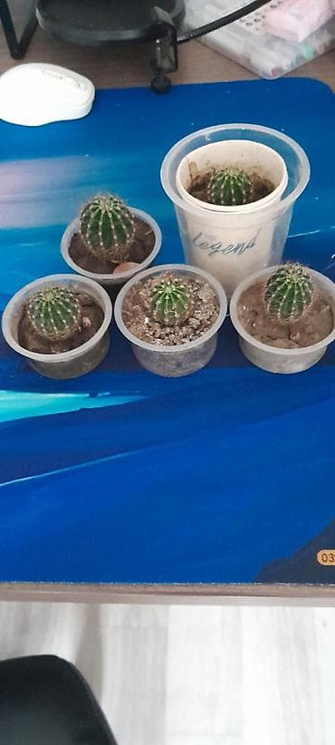 Антуриумдар: Набор маленьких кактусов (примерно 5 шт.) в индивидуальных пластиковых lalafo.kg да — 2 Антуриумдар: Набор маленьких кактусов (примерно 5 шт.) в индивидуальных пластиковых — 2