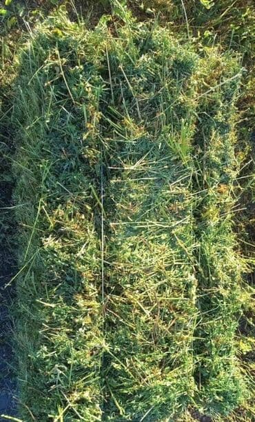 Сено в тюках . - Травяная смесь луговых злаков и бобовых, мелкая at lalafo.kg Сено в тюках . - Травяная смесь луговых злаков и бобовых, мелкая