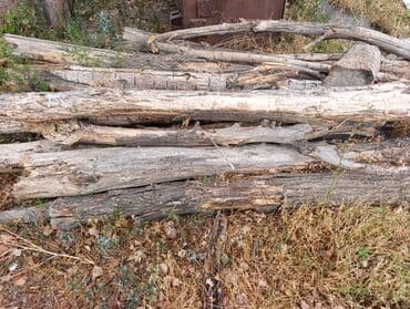 Дрова Тополь at lalafo.kg Дрова Тополь