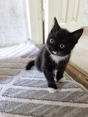 Отдаём котёнка, к лотку не приучен, девочка,от молока отошла, ест пьёт at lalafo.kg Отдаём котёнка, к лотку не приучен, девочка,от молока отошла, ест пьёт