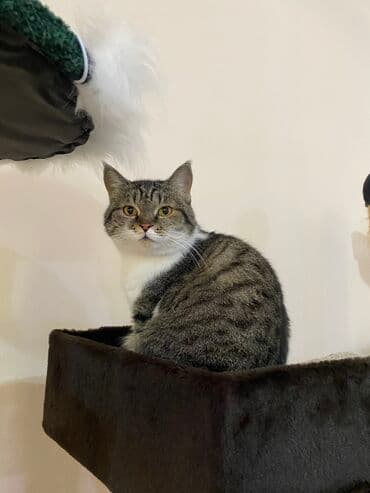 Кошка даром: Беспородная, 2 года, Девочка, Кастрирована, Приучена к лотку, Проглистована at lalafo.kg Кошка даром: Беспородная, 2 года, Девочка, Кастрирована, Приучена к лотку, Проглистована