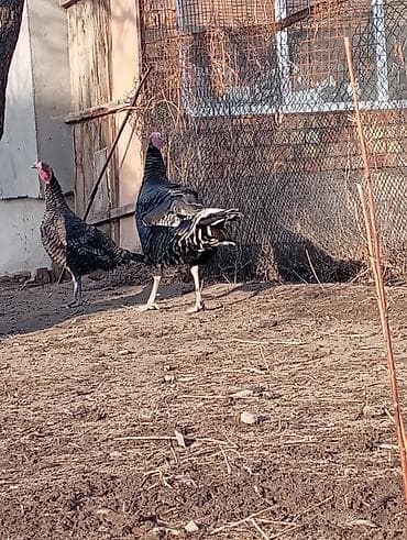 Продаю | Индюк (самец) | Для разведения at lalafo.kg Продаю | Индюк (самец) | Для разведения