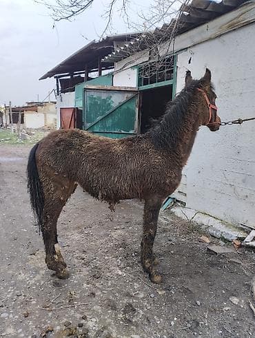 Продаю | Жеребец | Рабочий | Племенные at lalafo.kg Продаю | Жеребец | Рабочий | Племенные