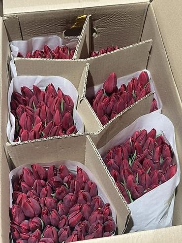 Тюльпаны срезанные — оптом и в букетах - Ассортимент цветов: жёлтые at lalafo.kg — 8 Тюльпаны срезанные — оптом и в букетах - Ассортимент цветов: жёлтые — 8