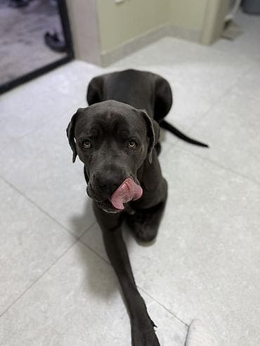 Кане-корсо, 1 год, Самка, С прививкой at lalafo.kg Кане-корсо, 1 год, Самка, С прививкой