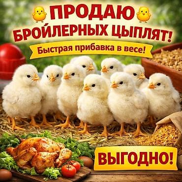 Продаю | Цыплята | Бройлерная | На забой at lalafo.kg Продаю | Цыплята | Бройлерная | На забой