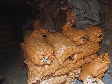 Үрөөндүк картошка сатылат сорт актрис
2025 келген 5 тонна калды at lalafo.kg Үрөөндүк картошка сатылат сорт актрис
2025 келген 5 тонна калды