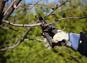 🌿🌿🌿Обрезка деревьев и посадка деревьев,растений всех видов….🌿🌿🌿 at lalafo.kg 🌿🌿🌿Обрезка деревьев и посадка деревьев,растений всех видов….🌿🌿🌿