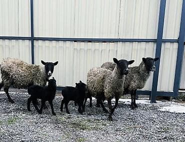 Продаю | Овца (самка), Ягненок, Баран (самец) | Арашан, Гиссарская, Романовская | Для разведения | Ягнившаяся, Котные, Племенные at lalafo.kg Продаю | Овца (самка), Ягненок, Баран (самец) | Арашан, Гиссарская, Романовская | Для разведения | Ягнившаяся, Котные, Племенные