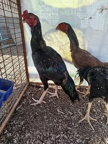 Дакан жожо короз сатылат алмашу жолдору бар жемге дакандарга домашний at lalafo.kg Дакан жожо короз сатылат алмашу жолдору бар жемге дакандарга домашний