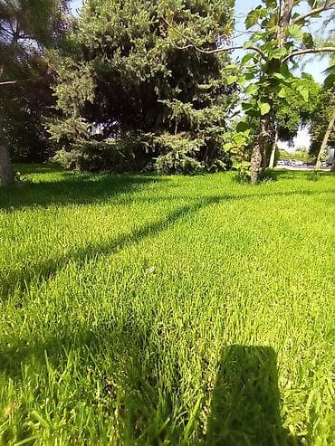 Өрт жабдуулары: Газон под ключ посев газона карликовыйсолнечныйспортивныйесть lalafo.kg да — 2 Өрт жабдуулары: Газон под ключ посев газона карликовыйсолнечныйспортивныйесть — 2